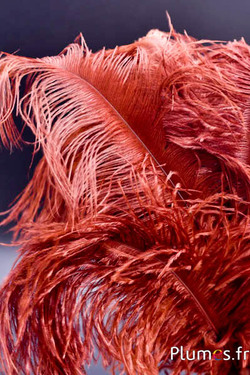 Struisvogel - 30-40 cm - chocolade